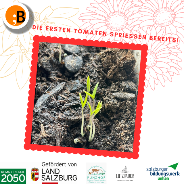 Bibliothek der Saaten 26